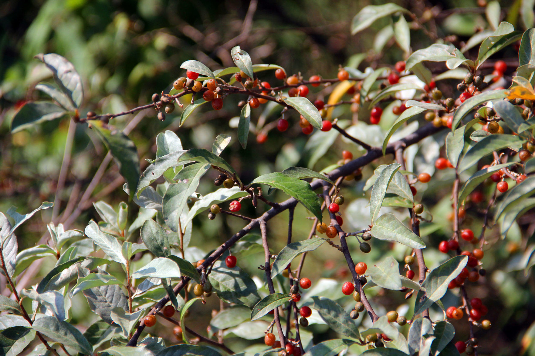 Autumn olive